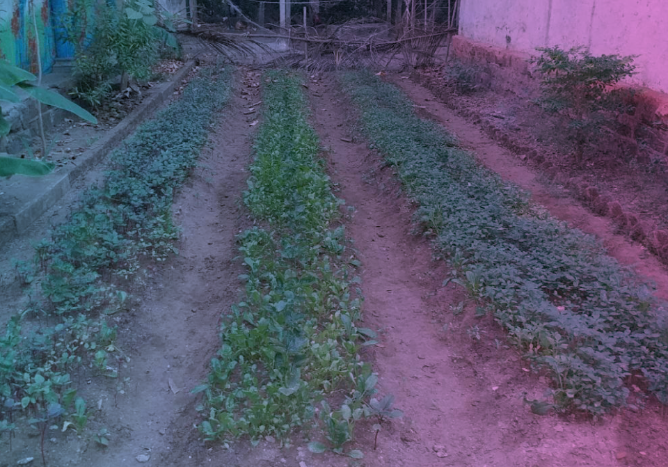 Parasbag Sheti- Kitchen Garden